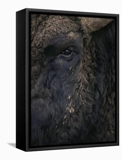 Close-Up Face of European Bison {Bison Bonasus)-Pete Cairns-Framed Stretched Canvas