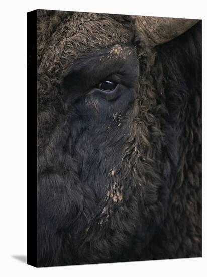 Close-Up Face of European Bison {Bison Bonasus)-Pete Cairns-Stretched Canvas