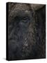 Close-Up Face of European Bison {Bison Bonasus)-Pete Cairns-Stretched Canvas