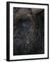 Close-Up Face of European Bison {Bison Bonasus)-Pete Cairns-Framed Photographic Print