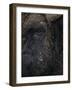 Close-Up Face of European Bison {Bison Bonasus)-Pete Cairns-Framed Photographic Print