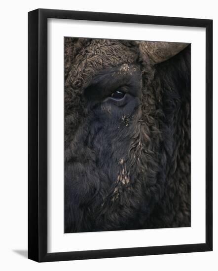 Close-Up Face of European Bison {Bison Bonasus)-Pete Cairns-Framed Photographic Print