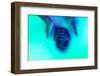 Close up Female Face of African Girl in Milk Bath with Soft White Glowi in Neon Light. Modern Neone-master1305-Framed Photographic Print