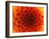 Close-Up Flower-Ale-ks-Framed Art Print