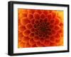 Close-Up Flower-Ale-ks-Framed Art Print