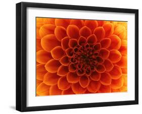 Close-Up Flower-Ale-ks-Framed Art Print