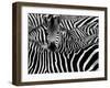 Close up from a Zebra Surrounded with Black and White Stripes in His Herd-Chantal de Bruijne-Framed Photographic Print