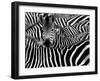 Close up from a Zebra Surrounded with Black and White Stripes in His Herd-Chantal de Bruijne-Framed Photographic Print