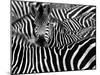 Close up from a Zebra Surrounded with Black and White Stripes in His Herd-Chantal de Bruijne-Mounted Photographic Print