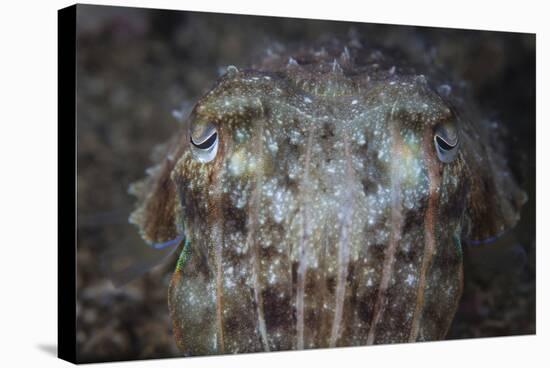 Close-Up Front View of a Broadclub Cuttlefish-Stocktrek Images-Stretched Canvas