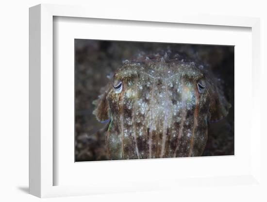 Close-Up Front View of a Broadclub Cuttlefish-Stocktrek Images-Framed Photographic Print