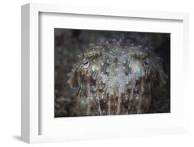 Close-Up Front View of a Broadclub Cuttlefish-Stocktrek Images-Framed Photographic Print
