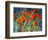 Close Up Garden I-Tim O'toole-Framed Giclee Print