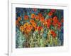 Close Up Garden I-Tim O'toole-Framed Giclee Print