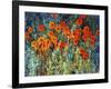 Close Up Garden I-Tim O'toole-Framed Giclee Print