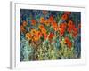 Close Up Garden I-Tim O'toole-Framed Giclee Print