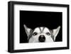 Close-Up Head of Peeking Siberian Husky Dog with Blue Eyes on Isolated Black Background, Front View-Seregraff-Framed Photographic Print