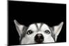 Close-Up Head of Peeking Siberian Husky Dog with Blue Eyes on Isolated Black Background, Front View-Seregraff-Mounted Photographic Print