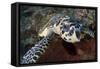 Close-Up Head on View of a Hawksbill Sea Turtle-null-Framed Stretched Canvas