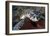 Close-Up Head on View of a Hawksbill Sea Turtle-null-Framed Photographic Print