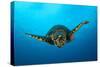 Close-Up Head on View of a Hawksbill Sea Turtle-null-Stretched Canvas