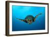 Close-Up Head on View of a Hawksbill Sea Turtle-null-Framed Photographic Print