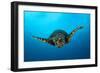 Close-Up Head on View of a Hawksbill Sea Turtle-null-Framed Photographic Print