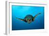 Close-Up Head on View of a Hawksbill Sea Turtle-null-Framed Photographic Print