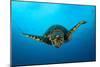 Close-Up Head on View of a Hawksbill Sea Turtle-null-Mounted Photographic Print
