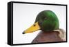 Close-Up Head Portrait of a Male Mallard (Anas Platyrhynchos), Scotland, UK, December 2010-Mark Hamblin-Framed Stretched Canvas