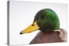 Close-Up Head Portrait of a Male Mallard (Anas Platyrhynchos), Scotland, UK, December 2010-Mark Hamblin-Stretched Canvas