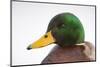 Close-Up Head Portrait of a Male Mallard (Anas Platyrhynchos), Scotland, UK, December 2010-Mark Hamblin-Mounted Photographic Print