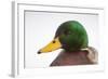 Close-Up Head Portrait of a Male Mallard (Anas Platyrhynchos), Scotland, UK, December 2010-Mark Hamblin-Framed Photographic Print