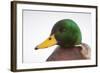 Close-Up Head Portrait of a Male Mallard (Anas Platyrhynchos), Scotland, UK, December 2010-Mark Hamblin-Framed Photographic Print