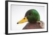 Close-Up Head Portrait of a Male Mallard (Anas Platyrhynchos), Scotland, UK, December 2010-Mark Hamblin-Framed Photographic Print