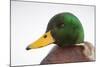 Close-Up Head Portrait of a Male Mallard (Anas Platyrhynchos), Scotland, UK, December 2010-Mark Hamblin-Mounted Photographic Print