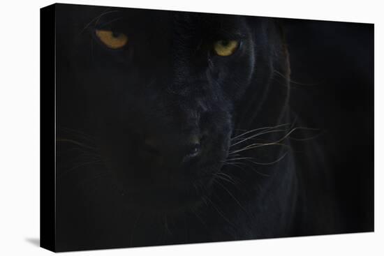 Close Up Head Portrait Of Melanistic - Black Leopard (Panthera Pardus) Captive-Edwin Giesbers-Stretched Canvas