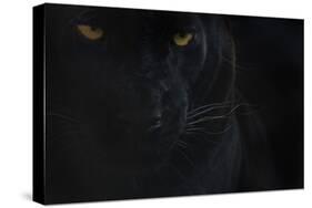 Close Up Head Portrait Of Melanistic - Black Leopard (Panthera Pardus) Captive-Edwin Giesbers-Stretched Canvas