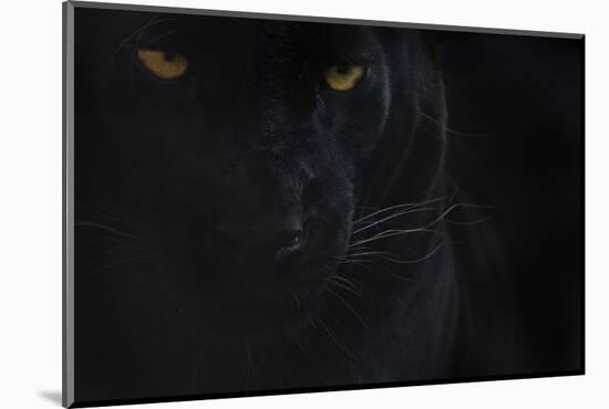 Close Up Head Portrait Of Melanistic - Black Leopard (Panthera Pardus) Captive-Edwin Giesbers-Mounted Photographic Print