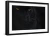 Close Up Head Portrait Of Melanistic - Black Leopard (Panthera Pardus) Captive-Edwin Giesbers-Framed Photographic Print