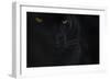 Close Up Head Portrait Of Melanistic - Black Leopard (Panthera Pardus) Captive-Edwin Giesbers-Framed Photographic Print