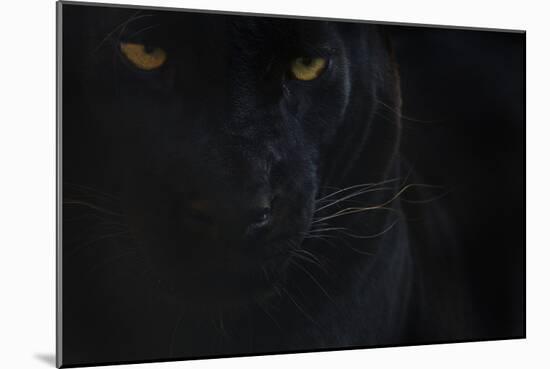 Close Up Head Portrait Of Melanistic - Black Leopard (Panthera Pardus) Captive-Edwin Giesbers-Mounted Photographic Print