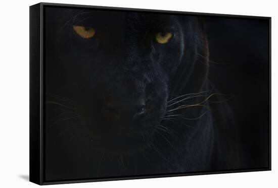 Close Up Head Portrait Of Melanistic - Black Leopard (Panthera Pardus) Captive-Edwin Giesbers-Framed Stretched Canvas