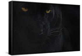 Close Up Head Portrait Of Melanistic - Black Leopard (Panthera Pardus) Captive-Edwin Giesbers-Framed Stretched Canvas