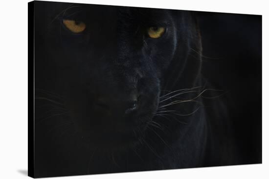 Close Up Head Portrait Of Melanistic - Black Leopard (Panthera Pardus) Captive-Edwin Giesbers-Stretched Canvas