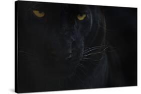 Close Up Head Portrait Of Melanistic - Black Leopard (Panthera Pardus) Captive-Edwin Giesbers-Stretched Canvas