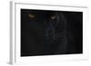 Close Up Head Portrait Of Melanistic - Black Leopard (Panthera Pardus) Captive-Edwin Giesbers-Framed Photographic Print