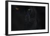 Close Up Head Portrait Of Melanistic - Black Leopard (Panthera Pardus) Captive-Edwin Giesbers-Framed Photographic Print