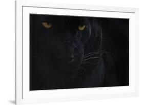 Close Up Head Portrait Of Melanistic - Black Leopard (Panthera Pardus) Captive-Edwin Giesbers-Framed Photographic Print