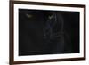 Close Up Head Portrait Of Melanistic - Black Leopard (Panthera Pardus) Captive-Edwin Giesbers-Framed Photographic Print